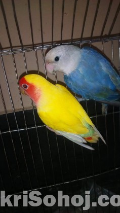 lovebirds